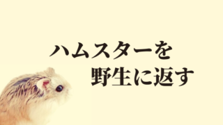 ハムスターが土に還る期間とは ペットとのお別れの仕方3選を紹介 ハムほし