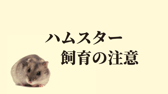 ハムスターを飼育する際の注意点とは しっかり学んでから購入しよう ハムほし