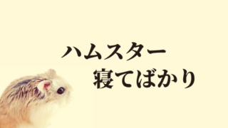 ハムスターを飼育する際の注意点とは しっかり学んでから購入しよう ハムほし