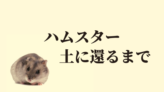 ハムスターが土に還る期間とは ペットとのお別れの仕方3選を紹介 ハムほし